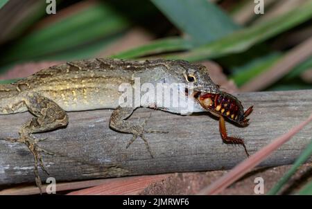 Lézard à anole brune (Anolis sagrei) mangeant un cafard, Galveston, Texas, États-Unis. Banque D'Images