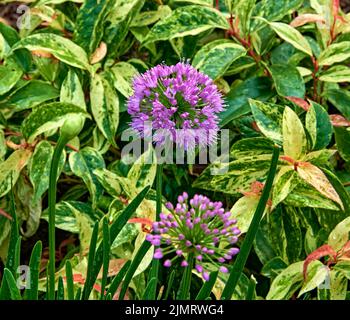 Millenium - Onion ornemental -Allium hybride violet rosé brillant, des grappes de fleurs arrondies apparaissent sur des tiges fortes. Banque D'Images