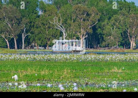 Croisière touristique sur Yellow Waters Billabong à Dawn, parc national de Kakadu, territoire du Nord, Australie Banque D'Images