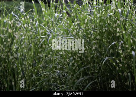 Miscanthus sinensis petite herbe verte zébrée Banque D'Images