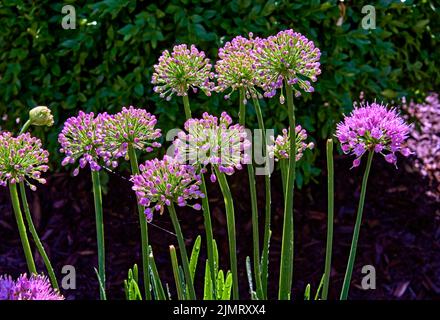 Millenium - Onion ornemental -Allium hybride violet rosé brillant, des grappes de fleurs arrondies apparaissent sur des tiges fortes. Banque D'Images