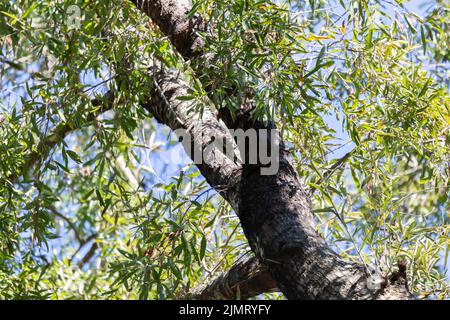 sapsucker à ventre jaune (Sphyrapicus varius) qui se trouve sur un tronc d'arbre Banque D'Images