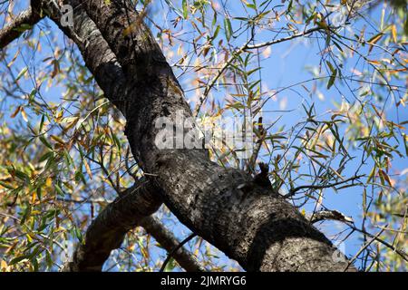 sapsucker à ventre jaune immature (Sphyrapicus varius) faisant face à sa perchaude sur un grand tronc d'arbre Banque D'Images