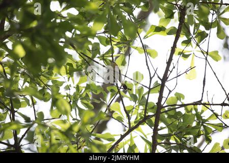 Dessous d'une femelle redstart américaine (Setophaga ruticilla) dans un chêne Banque D'Images