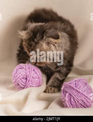 Un drôle de petit chaton de fourrure brun parmi des enchevêtrements de laine de couleur lilas. Mise au point sélective Banque D'Images