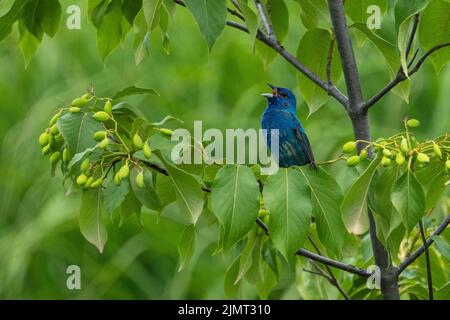 Belle signature Indigo Bunting dans un parc. Banque D'Images