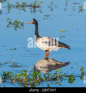 Bernache de Magpie (Anseranas semipalmata) barboter dans l'eau, Yellow Waters Billabong, parc national de Kakadu, territoire du Nord, Australie Banque D'Images