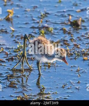 Jacana (Irediparra gallinacea), Yellow Waters Billabong, parc national de Kakadu, territoire du Nord, Australie Banque D'Images