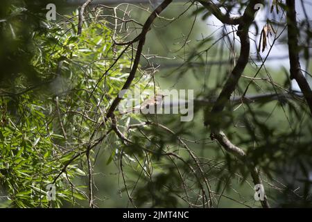 thrasher brun (Toxostoma rufum) perché sur un membre d'arbre Banque D'Images