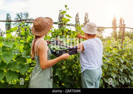 Les agricultrices cuechent des concombres dans une ferme d'été. La mère et la fille adulte récoltent des légumes et les mettent dans une caisse. Jardinage. Entreprise familiale Banque D'Images