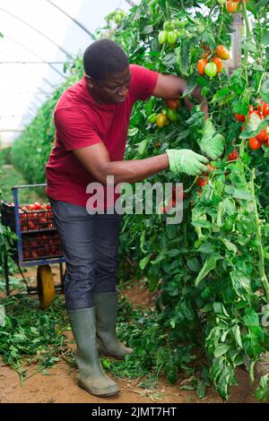 Travailleur agricole afro-américain qui récolte des tomates dans la serre Banque D'Images