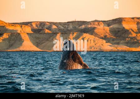 Saut de baleine à droite, péninsule Valdes, Patagonie, Argentine. Banque D'Images