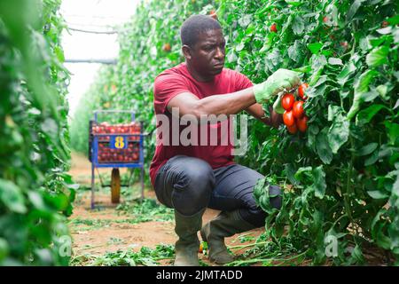 Travailleur agricole afro-américain qui récolte des tomates dans la serre Banque D'Images