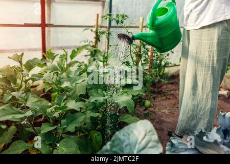 Fermier arroser les plantes aubergines en utilisant l'arrosoir en serre. Prendre soin des semis d'aubergine. Jardinage. Culture de légumes biologiques sains Banque D'Images