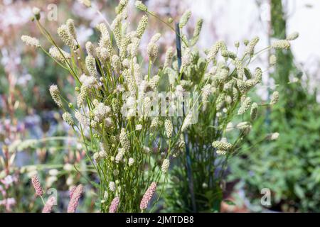 Filet blanc ( Sanguisorba canadensis ) Banque D'Images