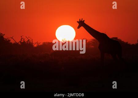 Girafe du sud, giraffa giraffa, animal unique marchant devant le soleil couchant, Parc national d'Etosha, Namibie Banque D'Images