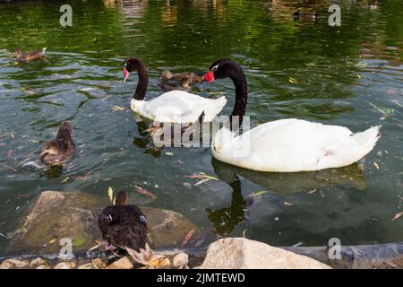 Cygne à col noir (Cygnus melancoryphus) dans le parc du Musée du Palais Helikon (Palais des Festétiques), Keszthely, Hongrie Banque D'Images