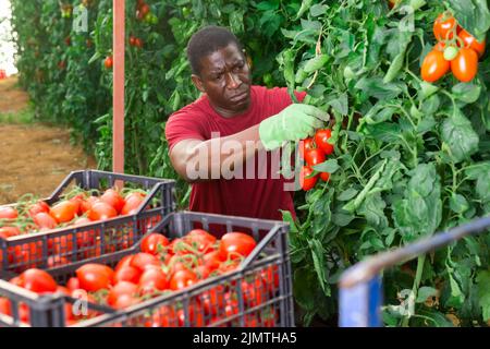 Travailleur agricole afro-américain qui récolte des tomates dans la serre Banque D'Images