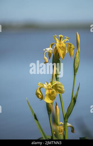 Marsh iris Banque D'Images