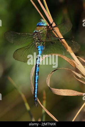 Empereur Dragonfly mâle (Anax imperator) perchée sur une branche macro dans l'environnement naturel. Mise au point peu profonde sélective pour l'effet. Banque D'Images