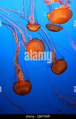 De magnifiques orties de mer orange s'affaisse dans des eaux bleu profond. Banque D'Images