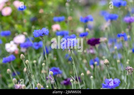 Fleurs de maïs (Centaurea cyanus). Banque D'Images