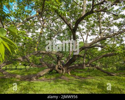 Noyer manchurien. Noyer sain dans une plantation rurale avec des noix mûres sur les arbres par temps ensoleillé Banque D'Images