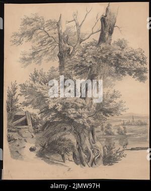 Gustav ail (1833-1916), arbre dans un paysage (sans dat.): Vue perspective. Crayon sur carton, 42,5 x 35,5 cm (y compris les bords de balayage) Knoblauch Gustav (1833-1916): Baum in einer Landschaft Banque D'Images