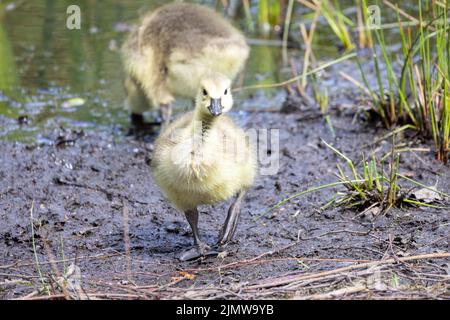 Deux bernaches du Canada, Branta canadensis, ou oisons à la recherche de nourriture sur le sol Banque D'Images