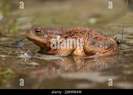 Profil du crapaud commun, du crapaud européen, ou simplement du crapaud (Bufo bufo) au printemps Banque D'Images