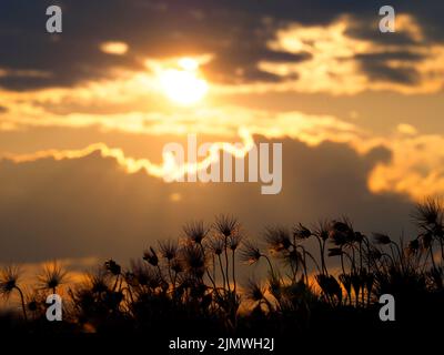 Un groupe de fleurs de Pasque (Pulsatilla grandis) flétrissent, plus grandes, dans le contre-jour d'un coucher de soleil jaune. Avril 2021, Allemagne Banque D'Images