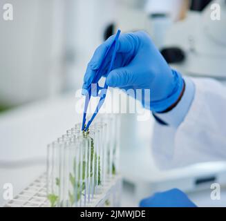 Ils se développent très rapidement. Gros plan d'un scientifique méconnaissable plaçant de minuscules plantes dans des flacons prêts à être expérimentés à l'intérieur d'un laboratoire Banque D'Images