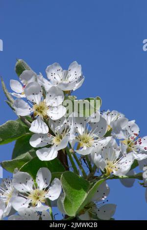 Fleurs de poire sur fond bleu ciel. Floraison printanière d'arbres fruitiers. Banque D'Images