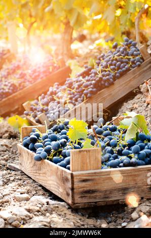 Caisses en bois imbécile de raisins récoltés à l'heure du coucher du soleil du vignoble Banque D'Images