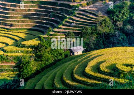 Vue sur les champs de riz dans le district de Mu Cang Chai, Vietnam Banque D'Images