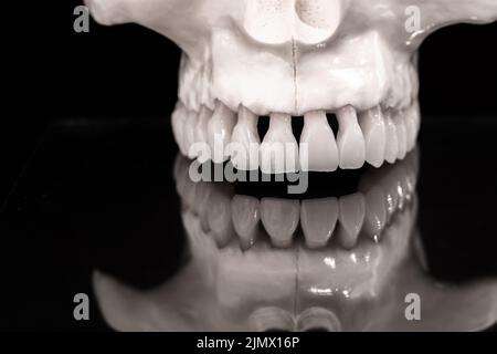 Mâchoire supérieure humaine avec réflexion sur le modèle anatomique en verre solé sur fond bleu. Dents saines, soins dentaires et ortho Banque D'Images