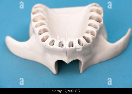 La mâchoire supérieure humaine sans dents modèle d'implant médical isolé sur fond bleu. Des dents saines, des soins dentaires et des conc. Orthodontiques Banque D'Images