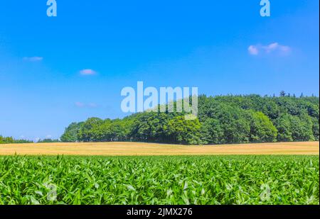 Champ agricole nord-allemand forêt arbres nature paysage panorama Allemagne. Banque D'Images