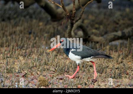 Pystercatcher australien (Haematopus longirostris) Banque D'Images