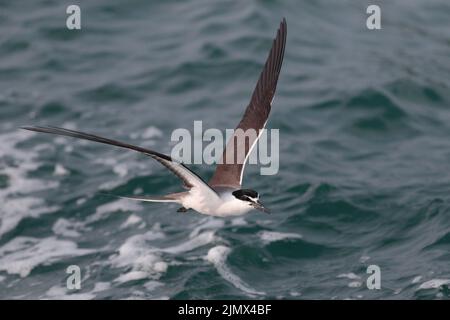 Terne bridée (Onychoprion anaethetus), oiseau unique en vol, Sai Kung, Hong Kong 2 août 2022 Banque D'Images