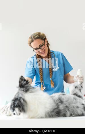 Clinique pour chiens d'examen vétérinaire féminin Banque D'Images