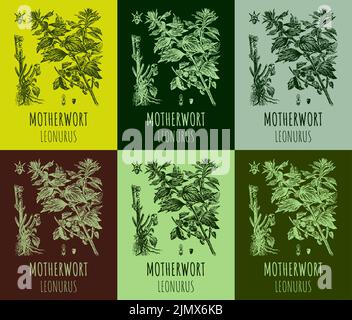 Un ensemble de Motherwort LEONURUS dans diverses compositions de couleurs. Plante sédative à base de plantes médicinales. Utilisé dans la cuisine, la médecine, la cosmétologie et d'autres i Illustration de Vecteur