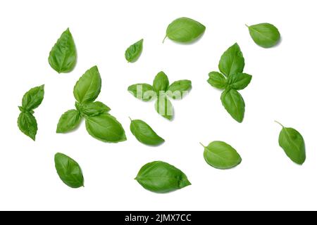 Diverses feuilles de basilic vert isolées sur fond blanc Banque D'Images