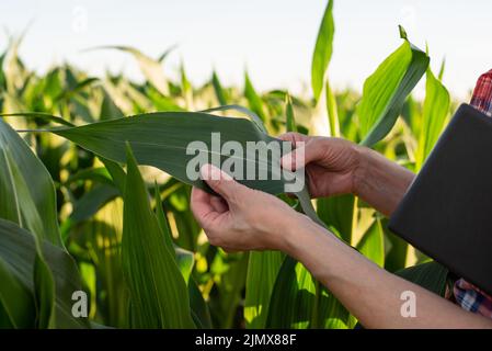 Une travailleuse agricole caucasienne d'âge moyen avec un comprimé inspectant les tiges de maïs au champ Banque D'Images