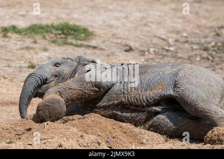 Éléphant d'Afrique (Loxodonta) jouant dans la terre Banque D'Images