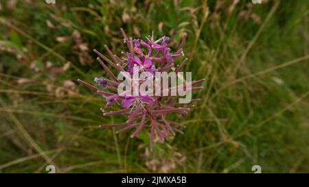 Grande inflorescence de l'herbe à feu à feuilles étroites. La plante saule-herbe est sur le point de terminer la floraison. Banque D'Images