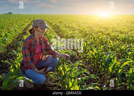 Cultivateur de maïs caucasien d'âge moyen avec ordinateur de tablette agenouillé pour les tiges d'inspection au champ Banque D'Images