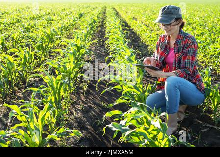 Cultivateur de maïs caucasien d'âge moyen avec ordinateur de tablette agenouillé pour les tiges d'inspection au champ Banque D'Images