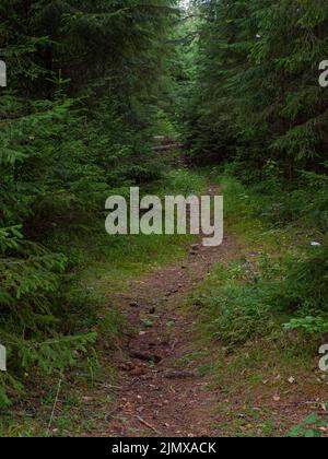 Paysage pittoresque au milieu d'une forêt de conifères en bois Banque D'Images