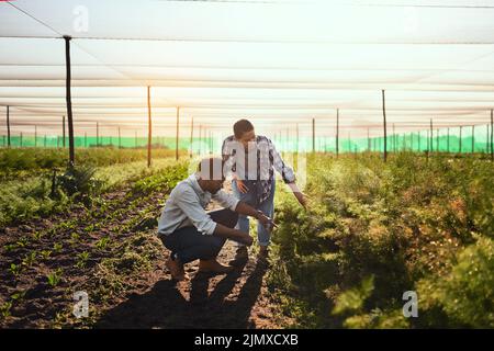 Venez les découvrir. Prise de vue en longueur de deux jeunes agriculteurs travaillant à l'intérieur d'une serre sur leur ferme. Banque D'Images